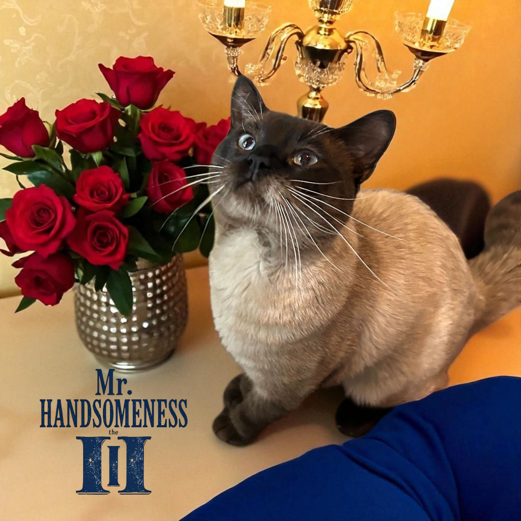 Mr. Handsomeness III