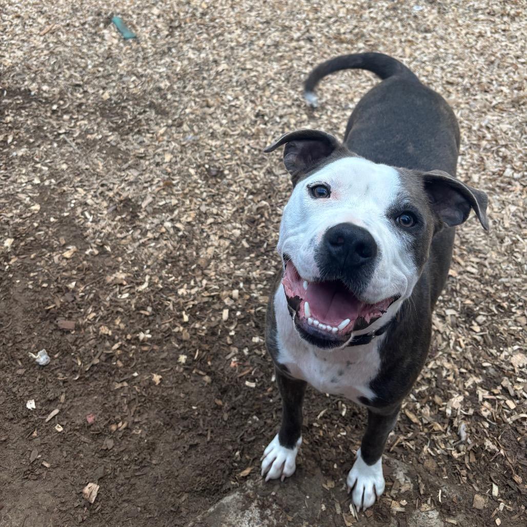 Petey (Adoption Fee SPONSORED!)