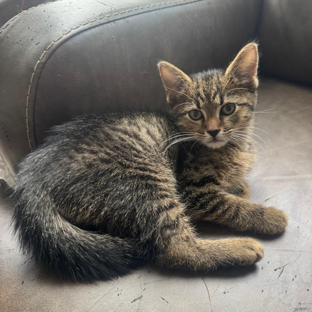Merchant Adventurer