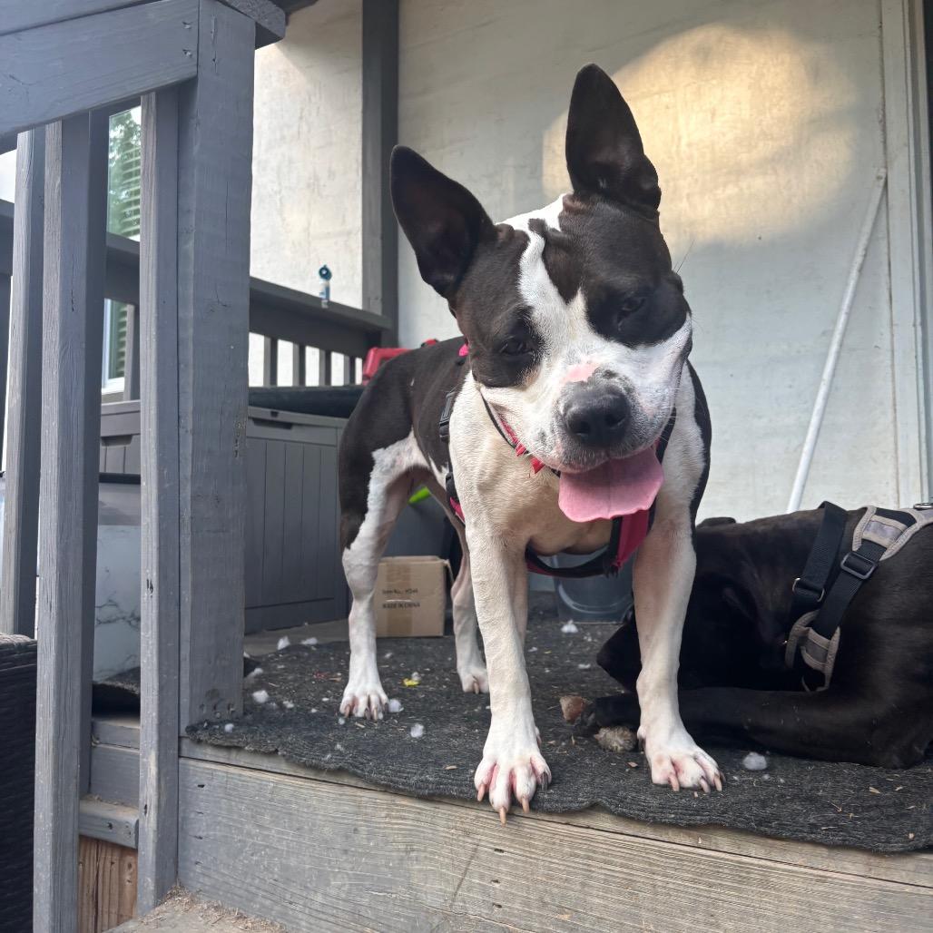 Rosa (Adoption Fee SPONSORED!)