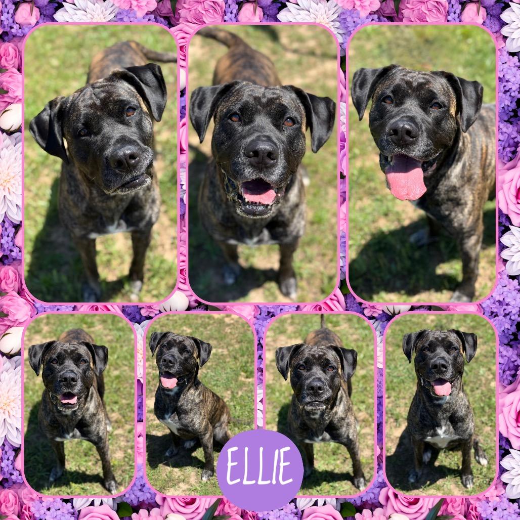 Ellie