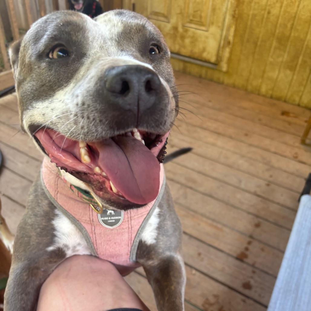 Jenny - Adoption Fee SPONSORED!!!