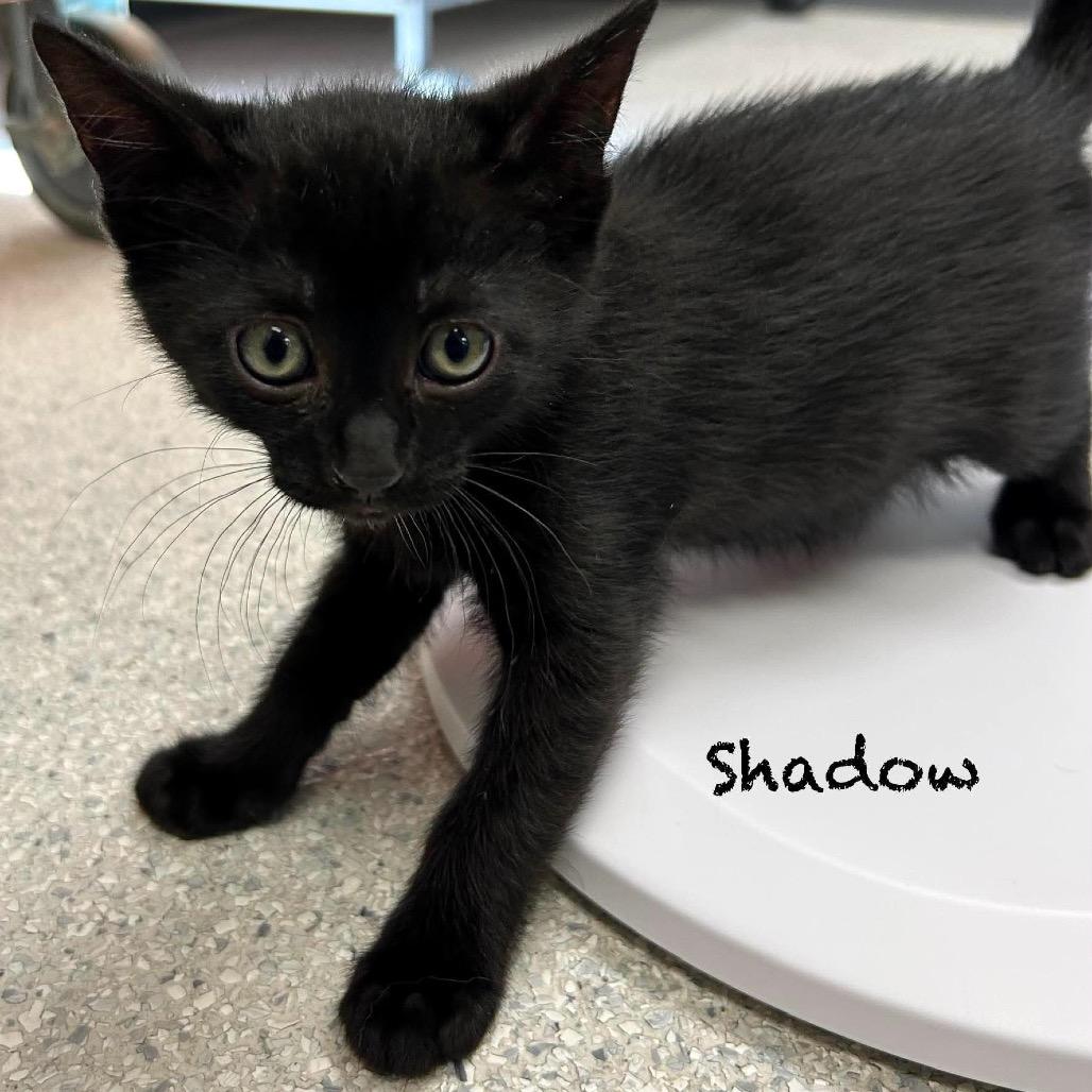 Shadow