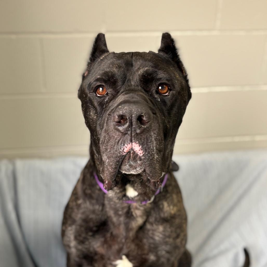 Kodak