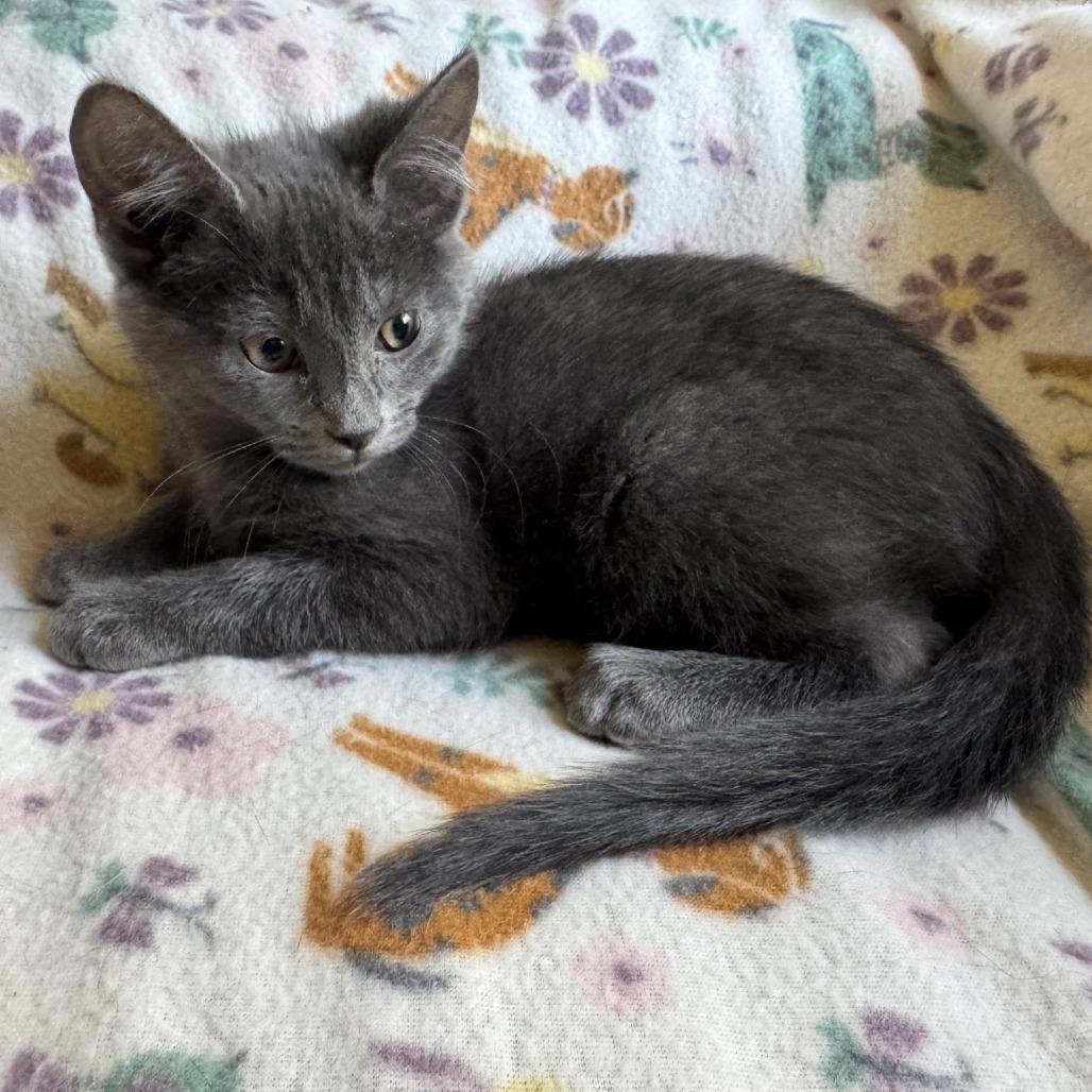 Peanut