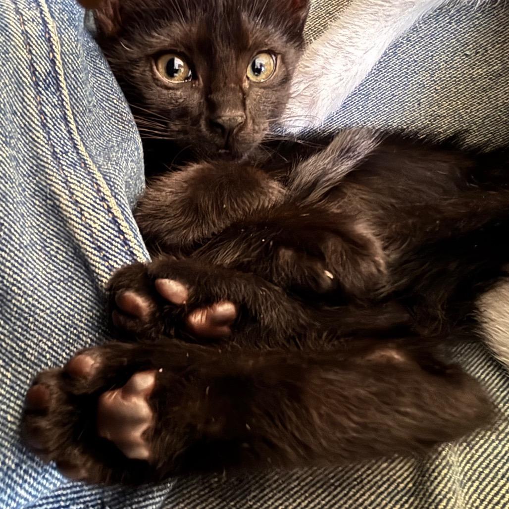 Ebony 