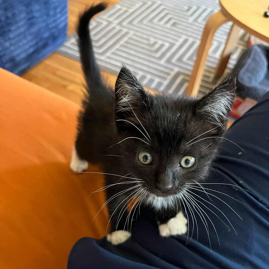 Tarquin Oliver Nimrod