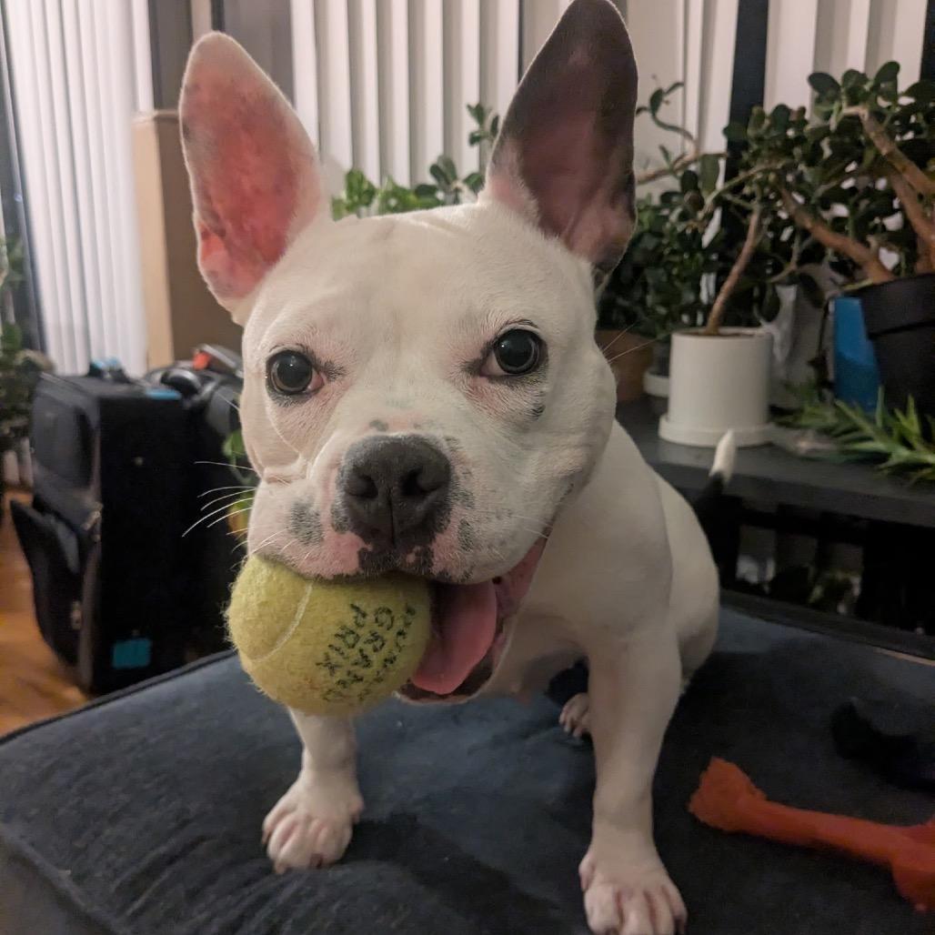 Tammi