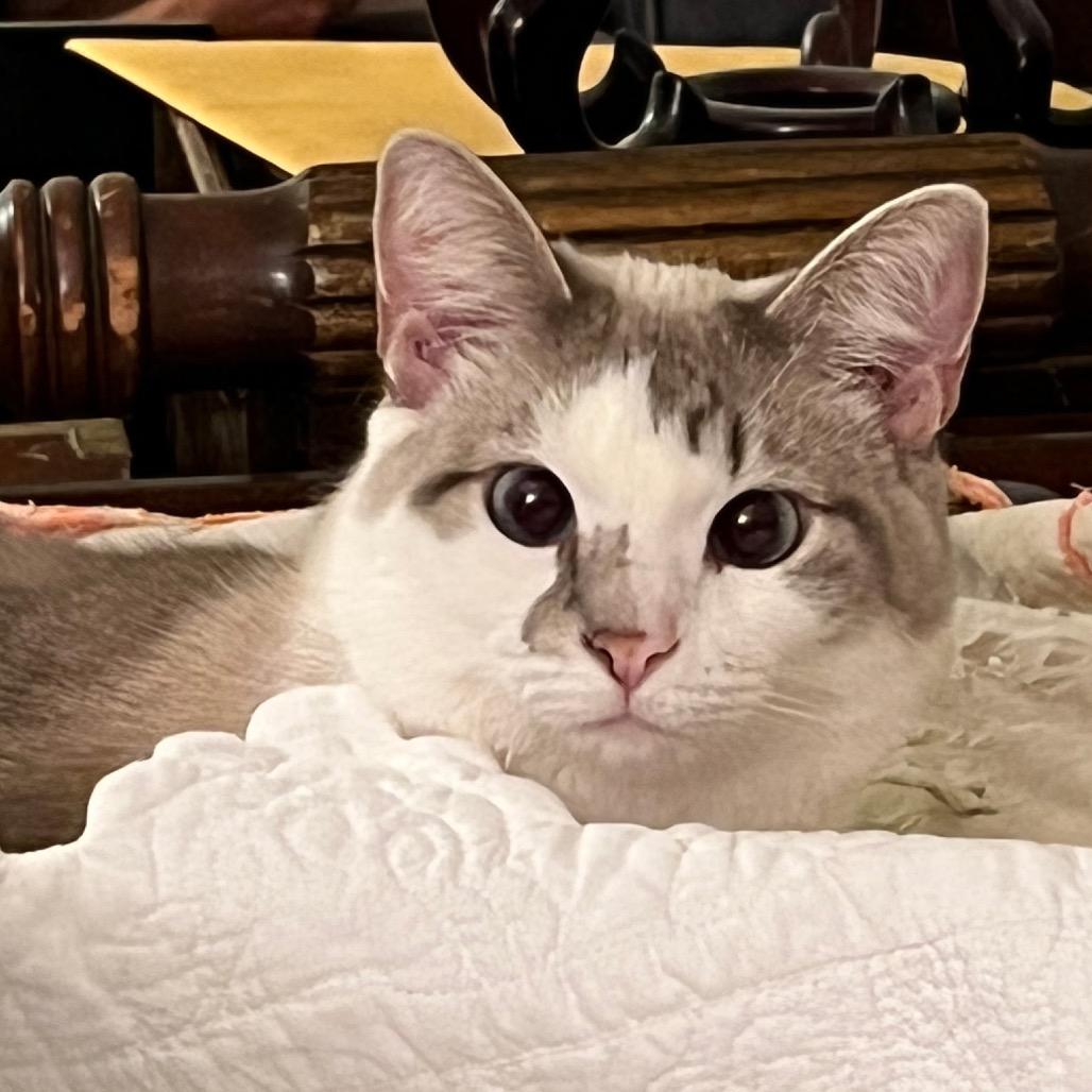 Kiki
