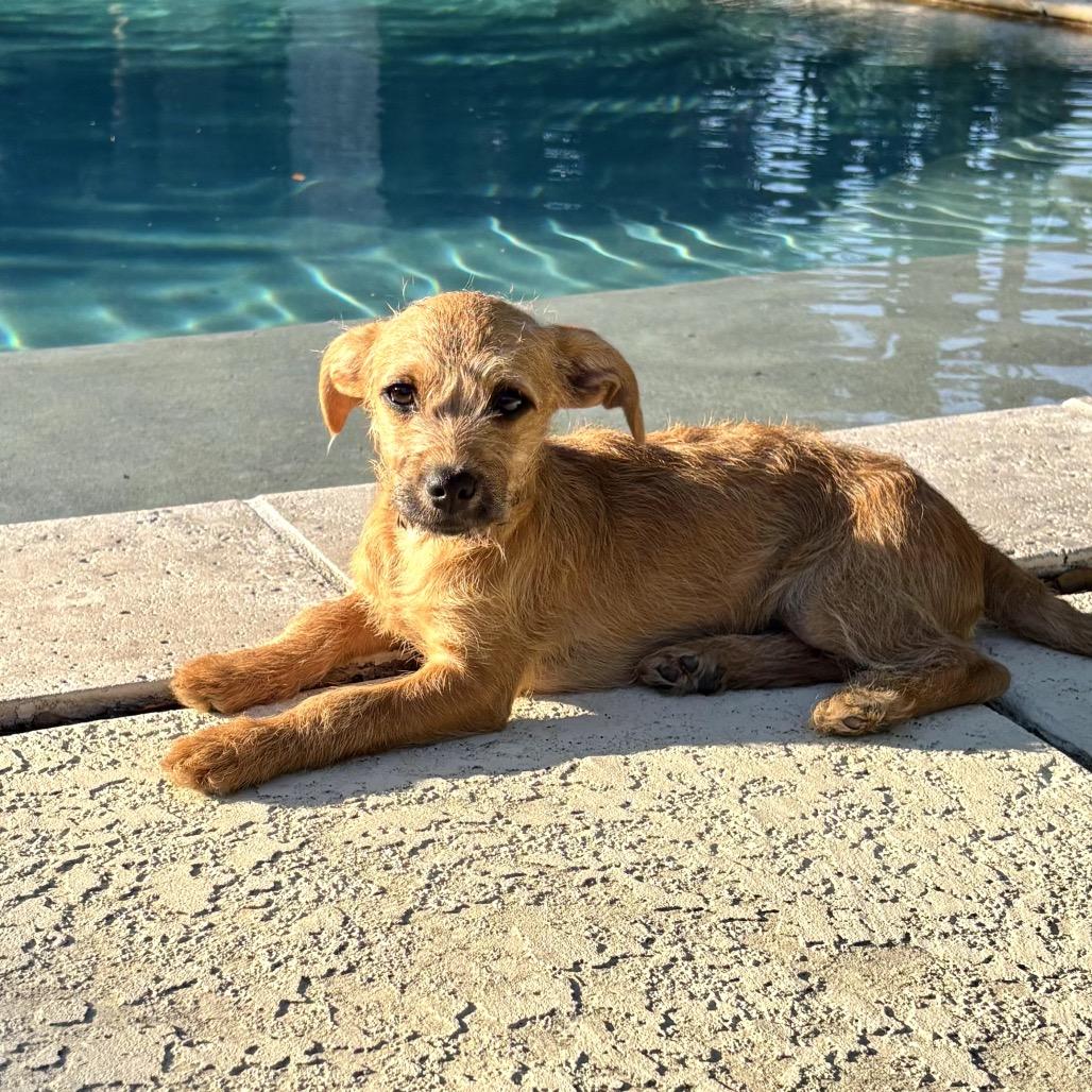 Chocolate Chip “Benefactor puppy”