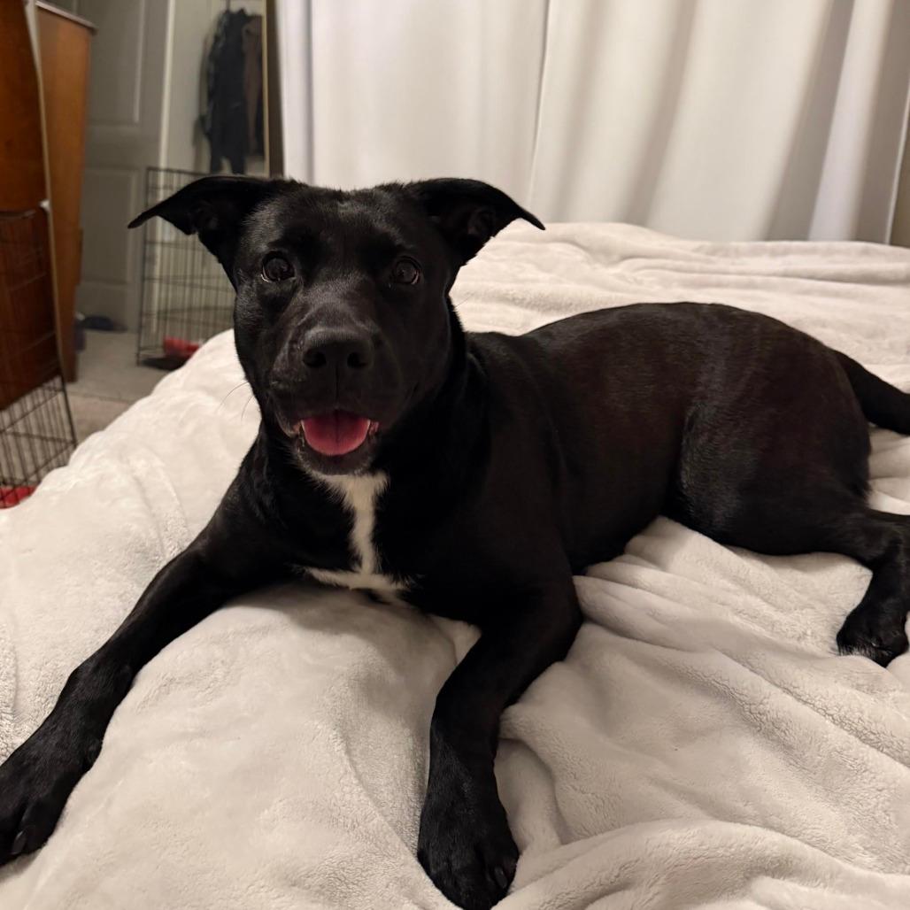 Nova 