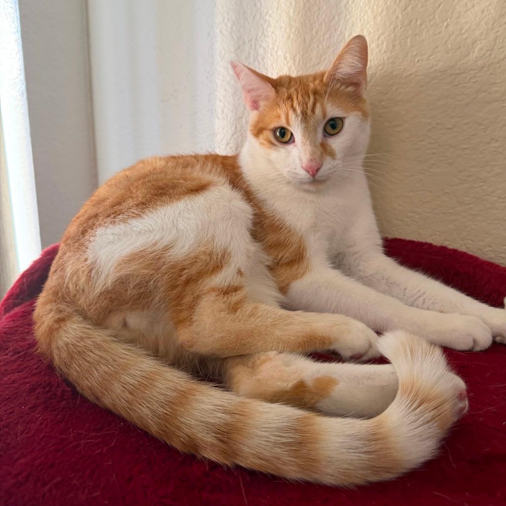 Canelo