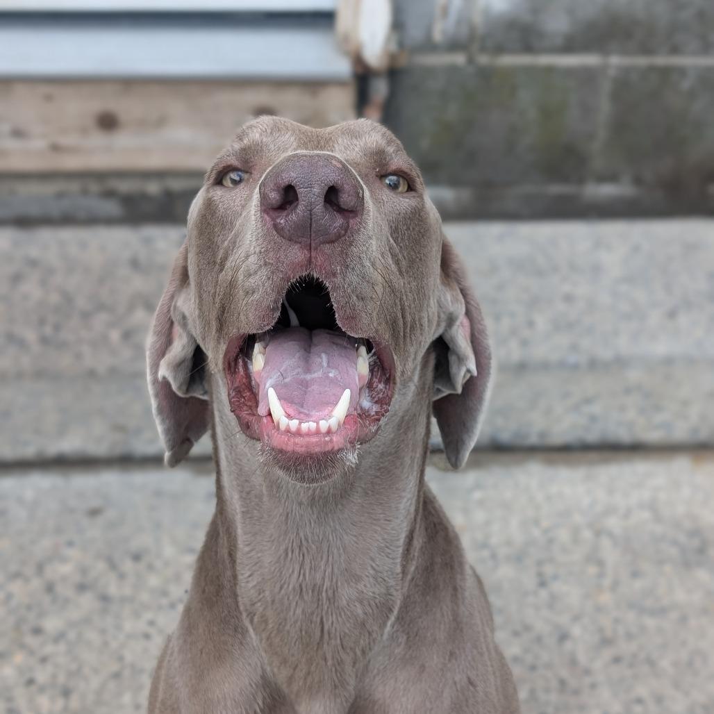 Clyde