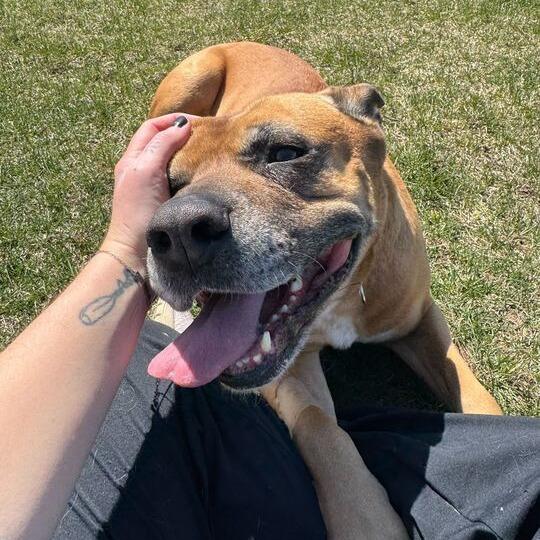 Diesel