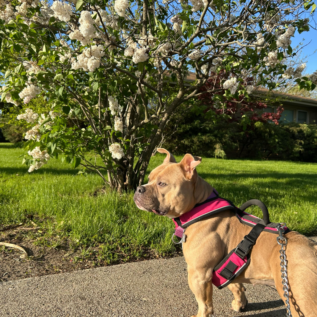 Penelope