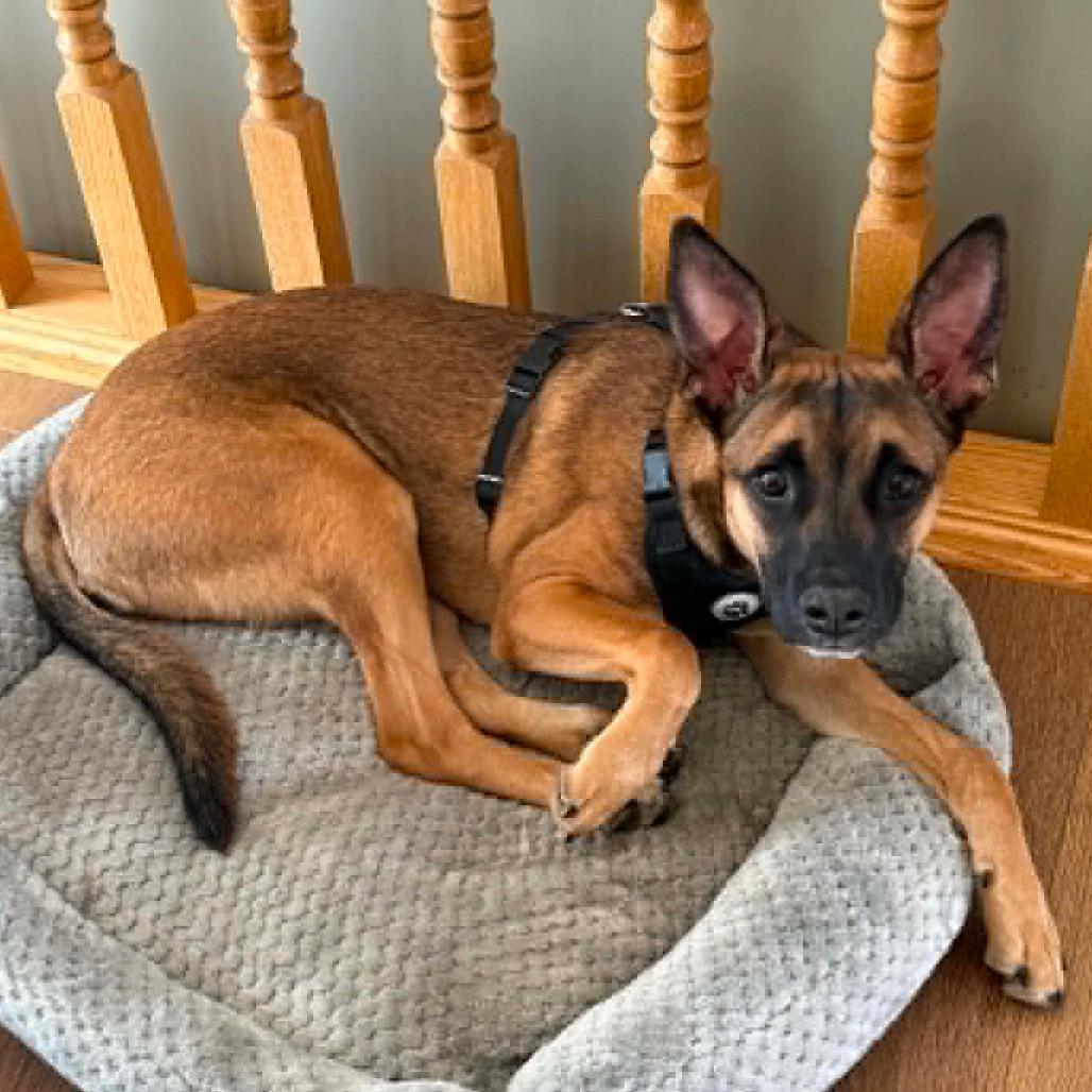 Echo