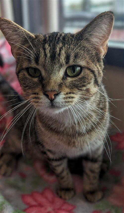 Adoptable Cats & Kittens in Dubuque, IA