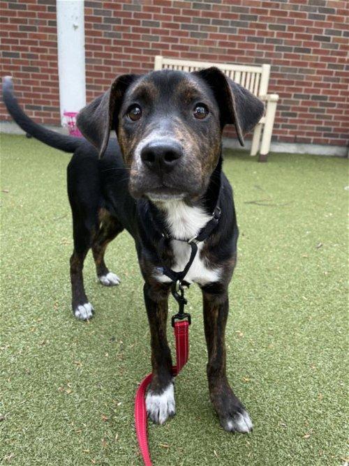 Adoptable Dogs & Puppies in Manchester, NH