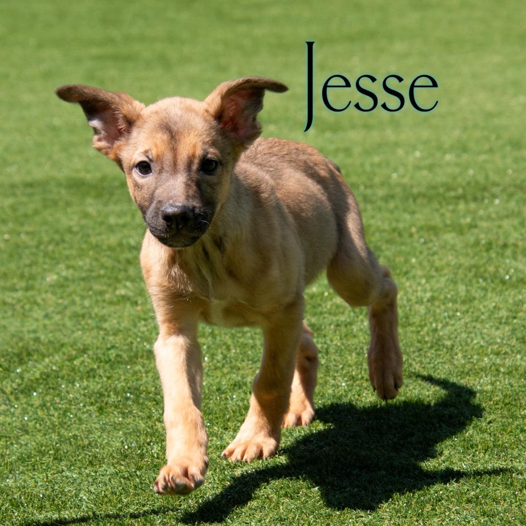 Jesse