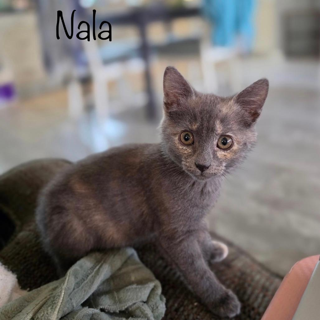 Nala