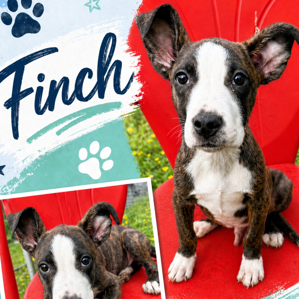 Finch