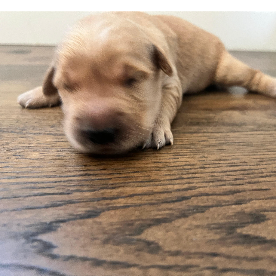 Cinnamon