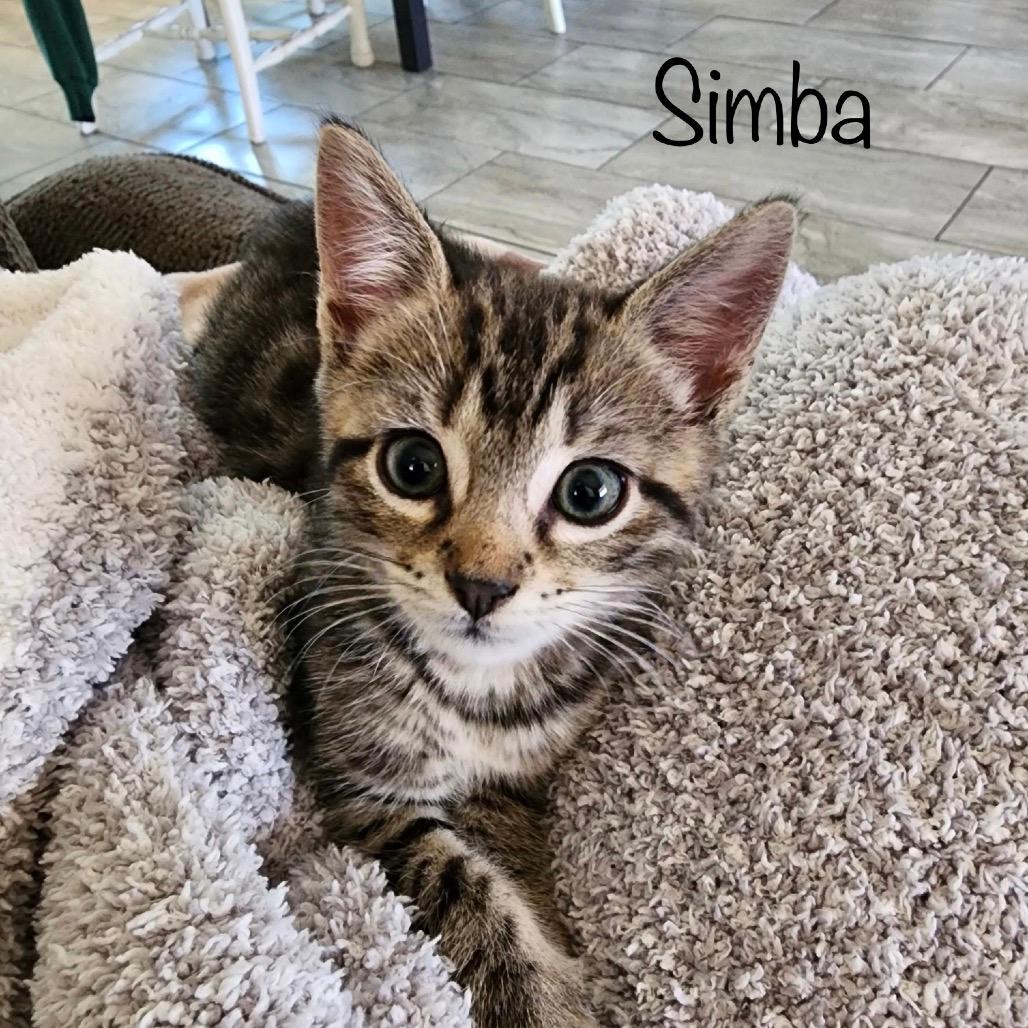 Simba 