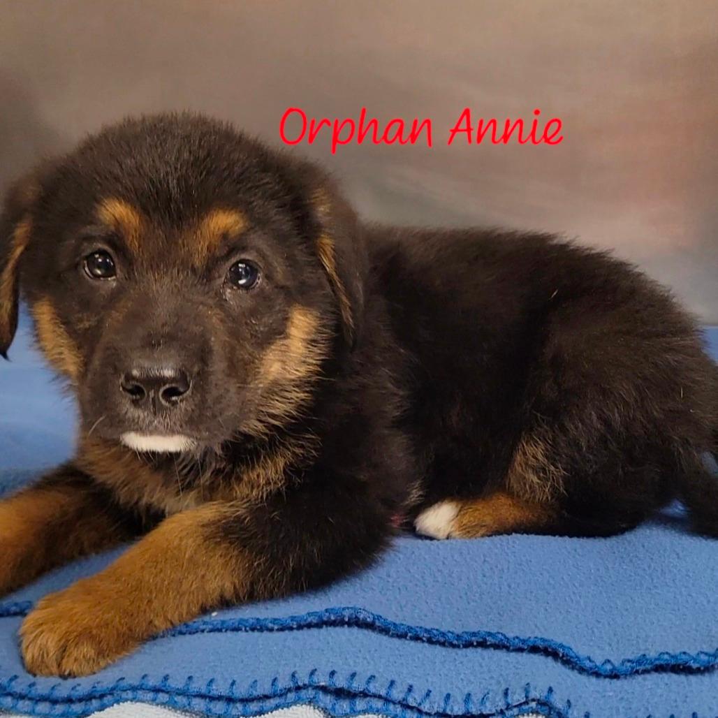 Orphan Annie