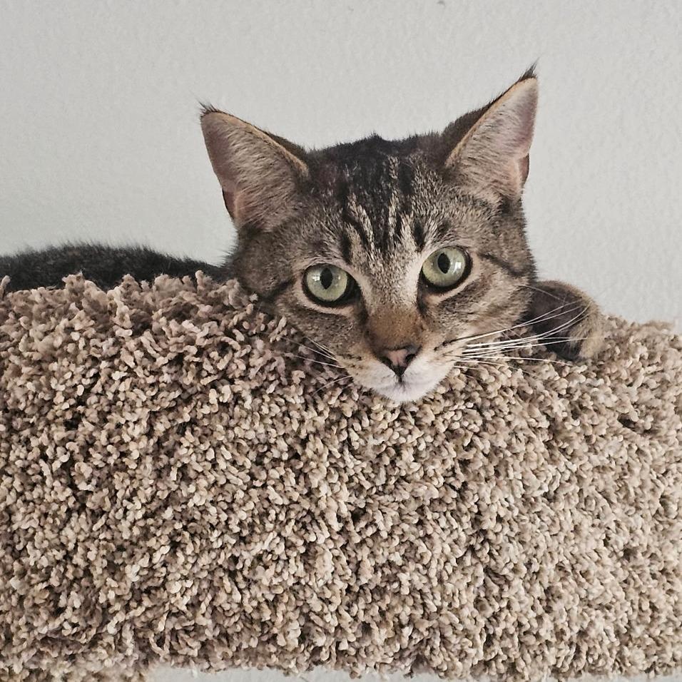Jasper 