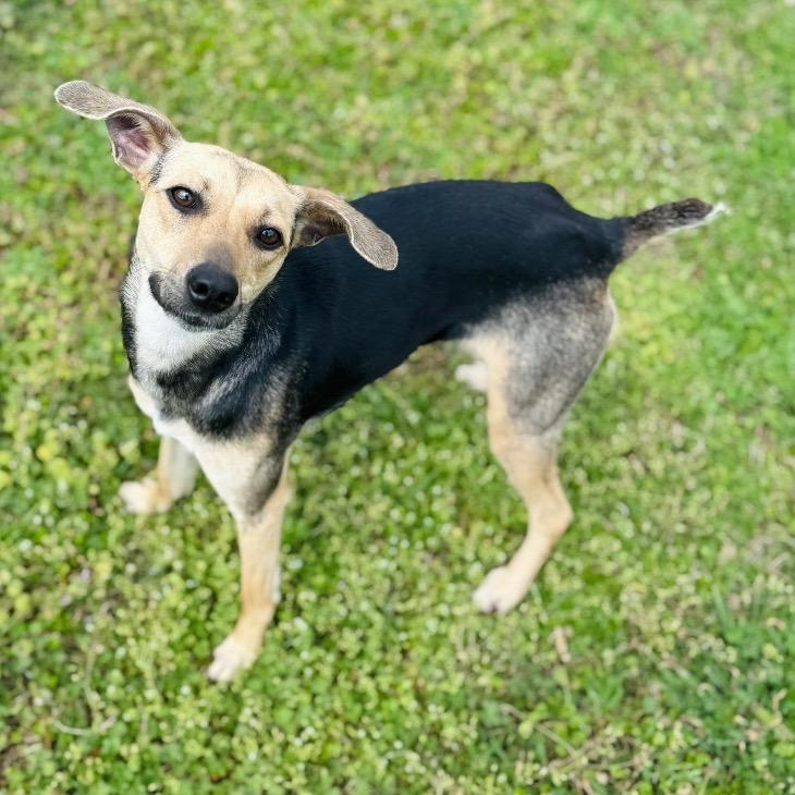 Dobby