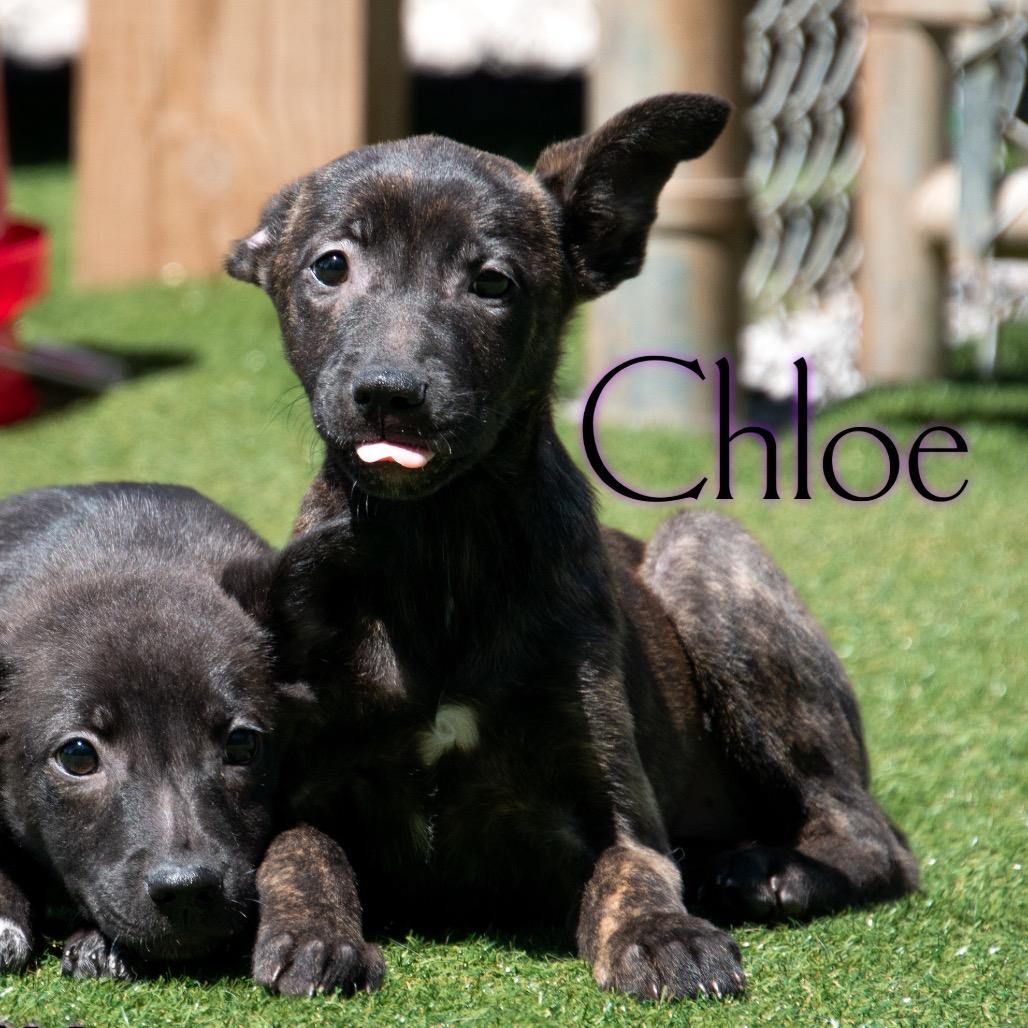 Chloe