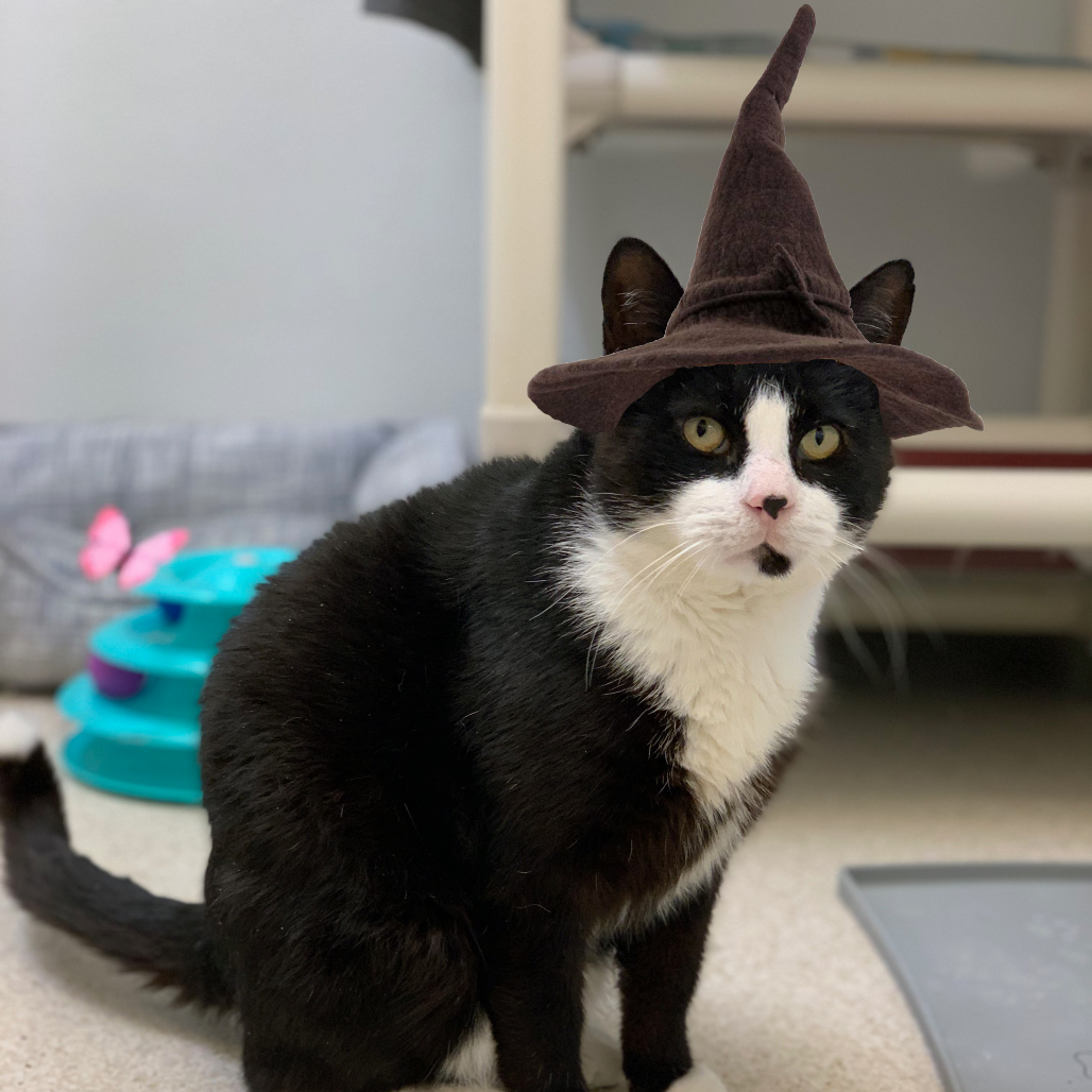 Merlin