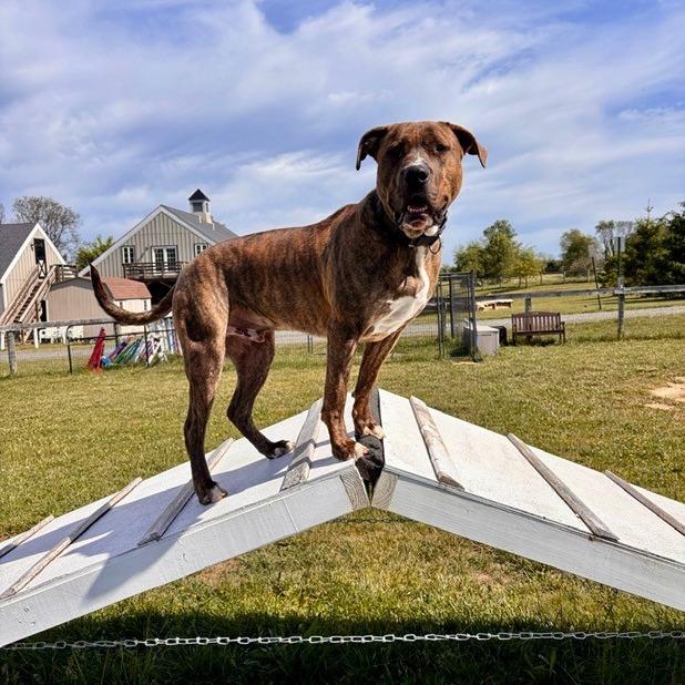 Magneto (Experienced Dog Owner Required)