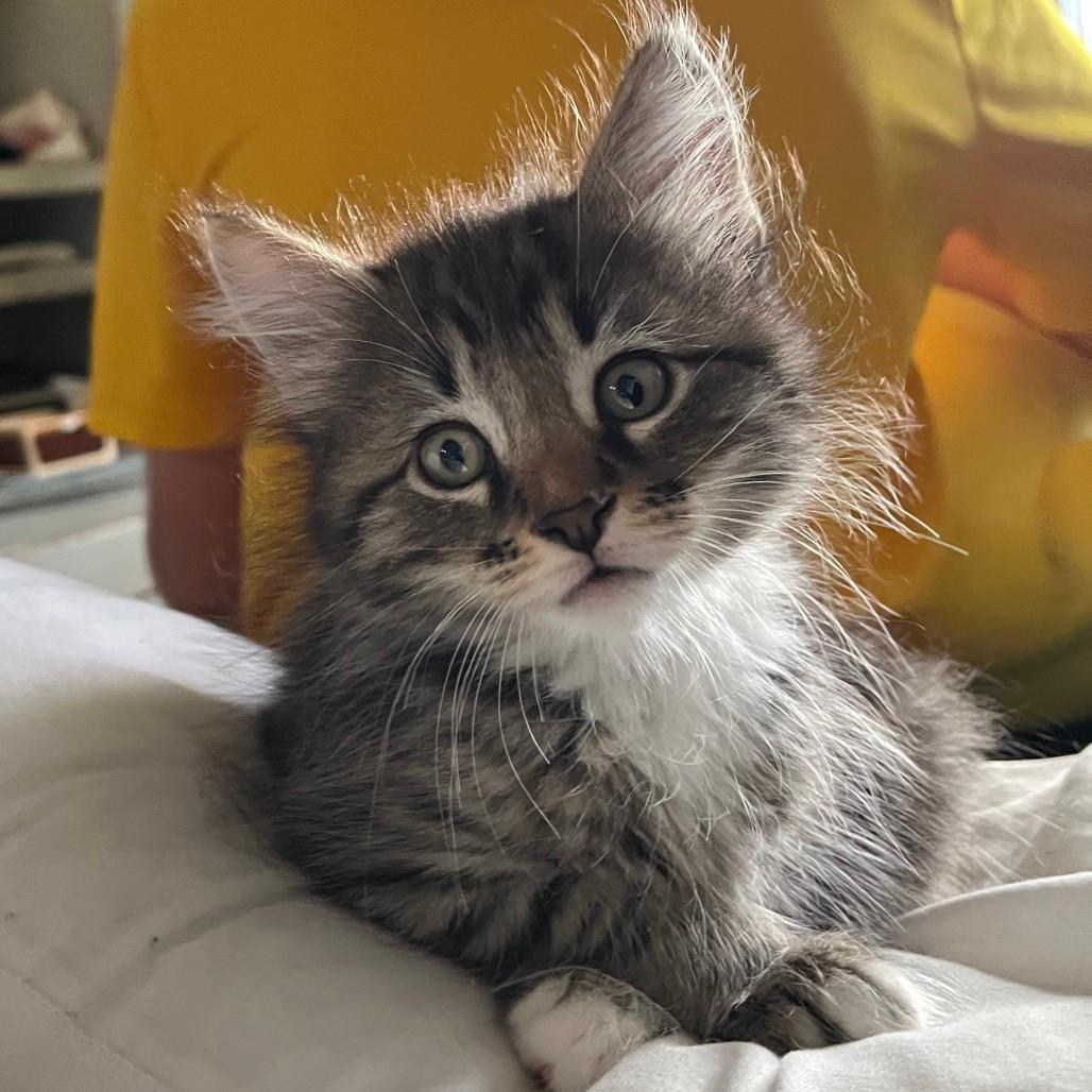 Yuki 