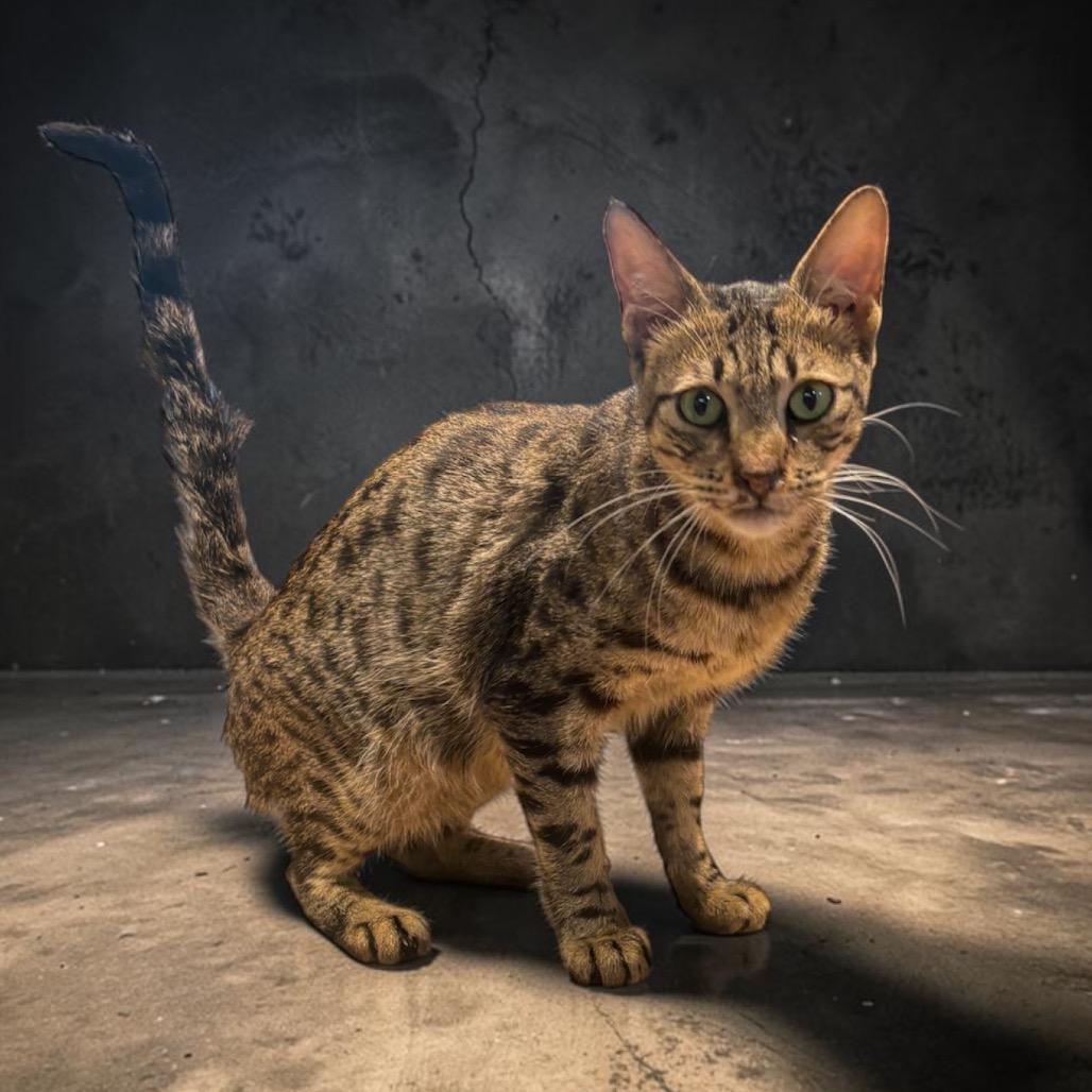 Gus- Egypt