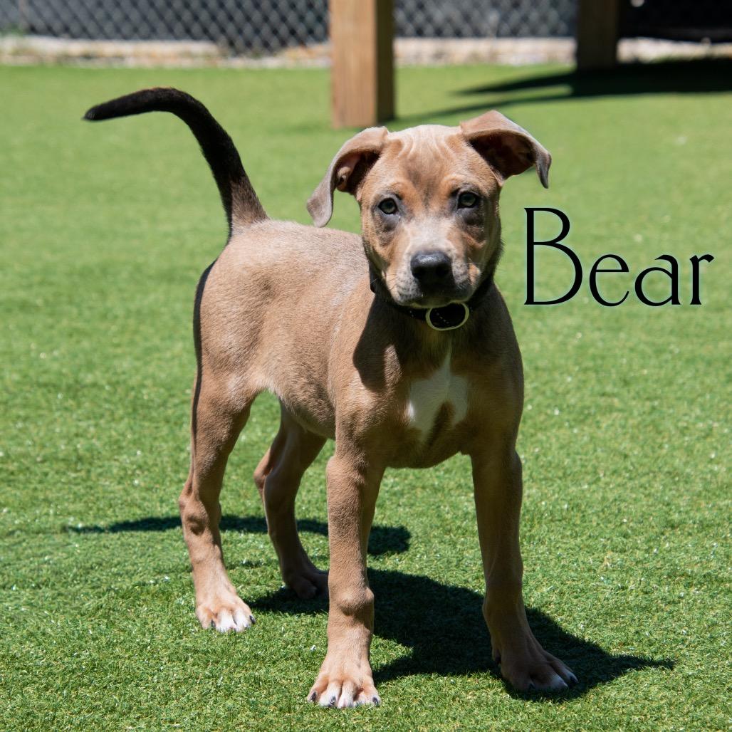 Bear