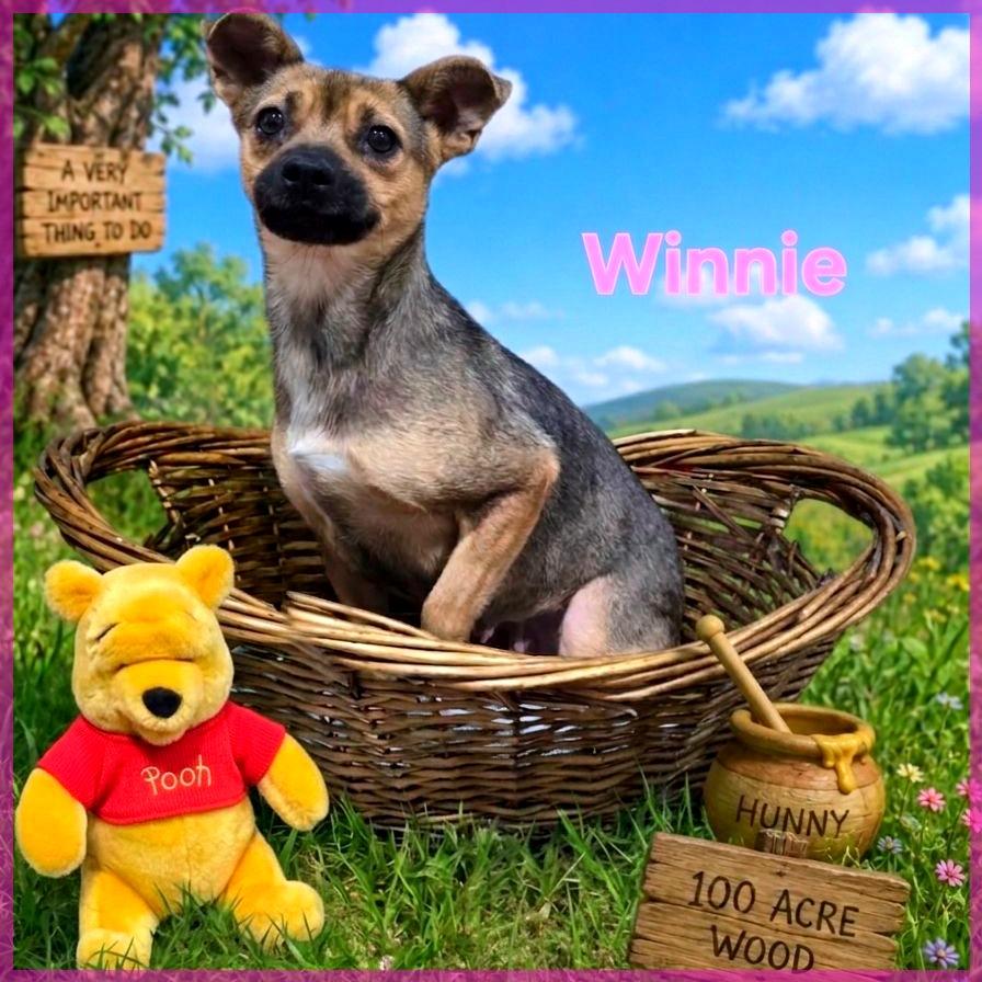 Winnie