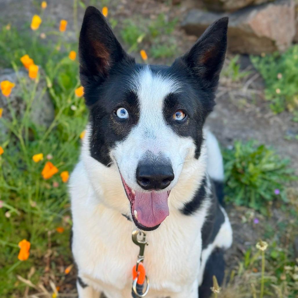 Astro