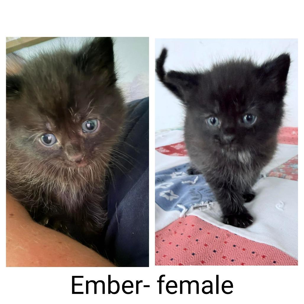Ember