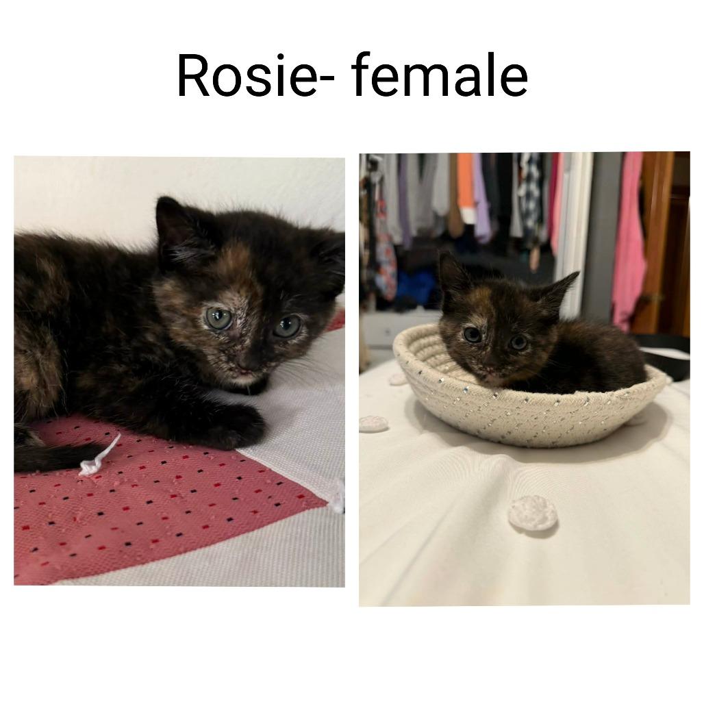 Rosie
