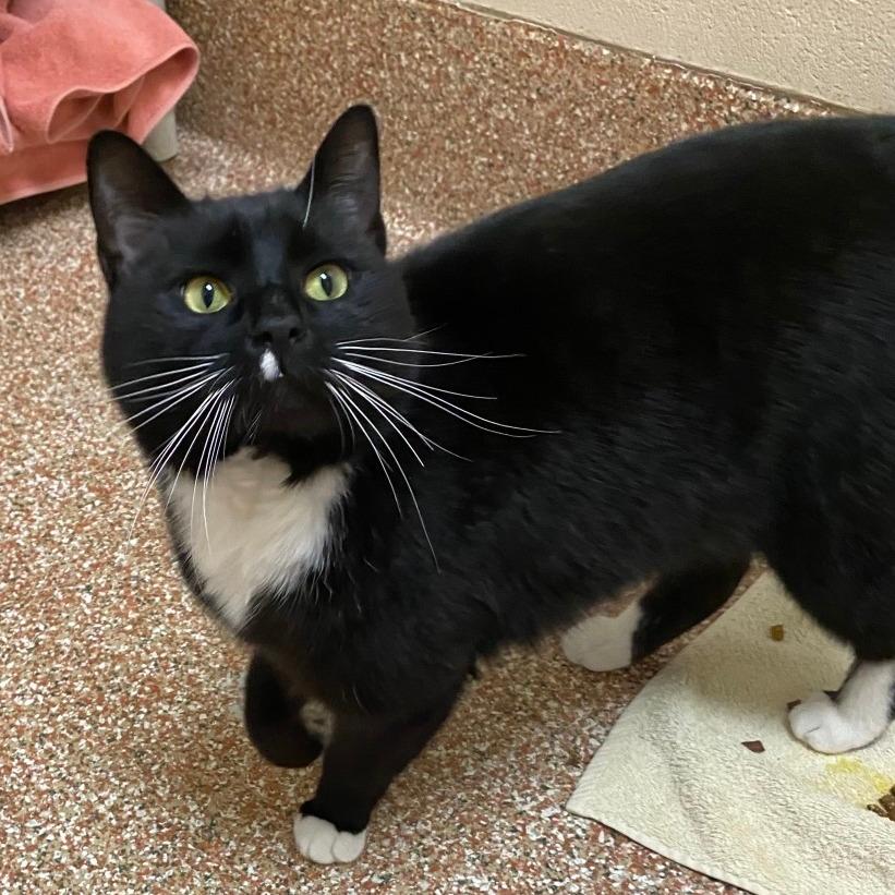 Bamby-In Foster 