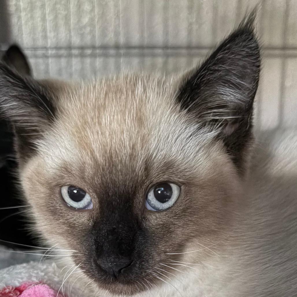 Sokka