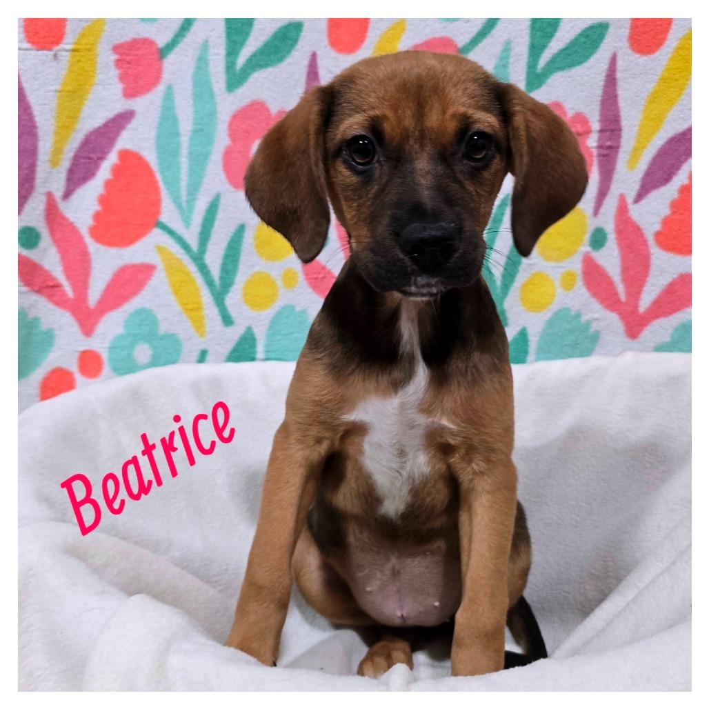 Beatrice