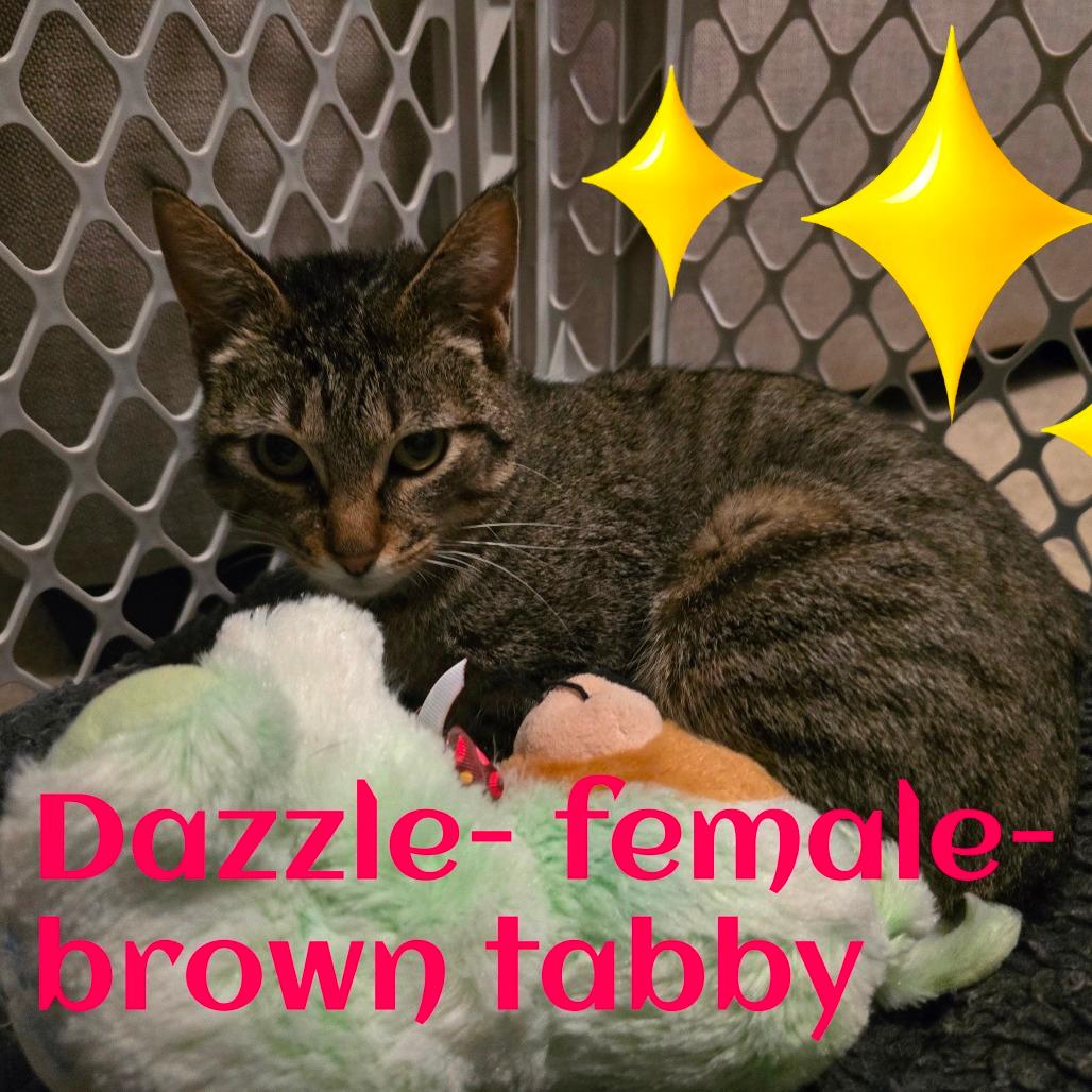 Dazzle