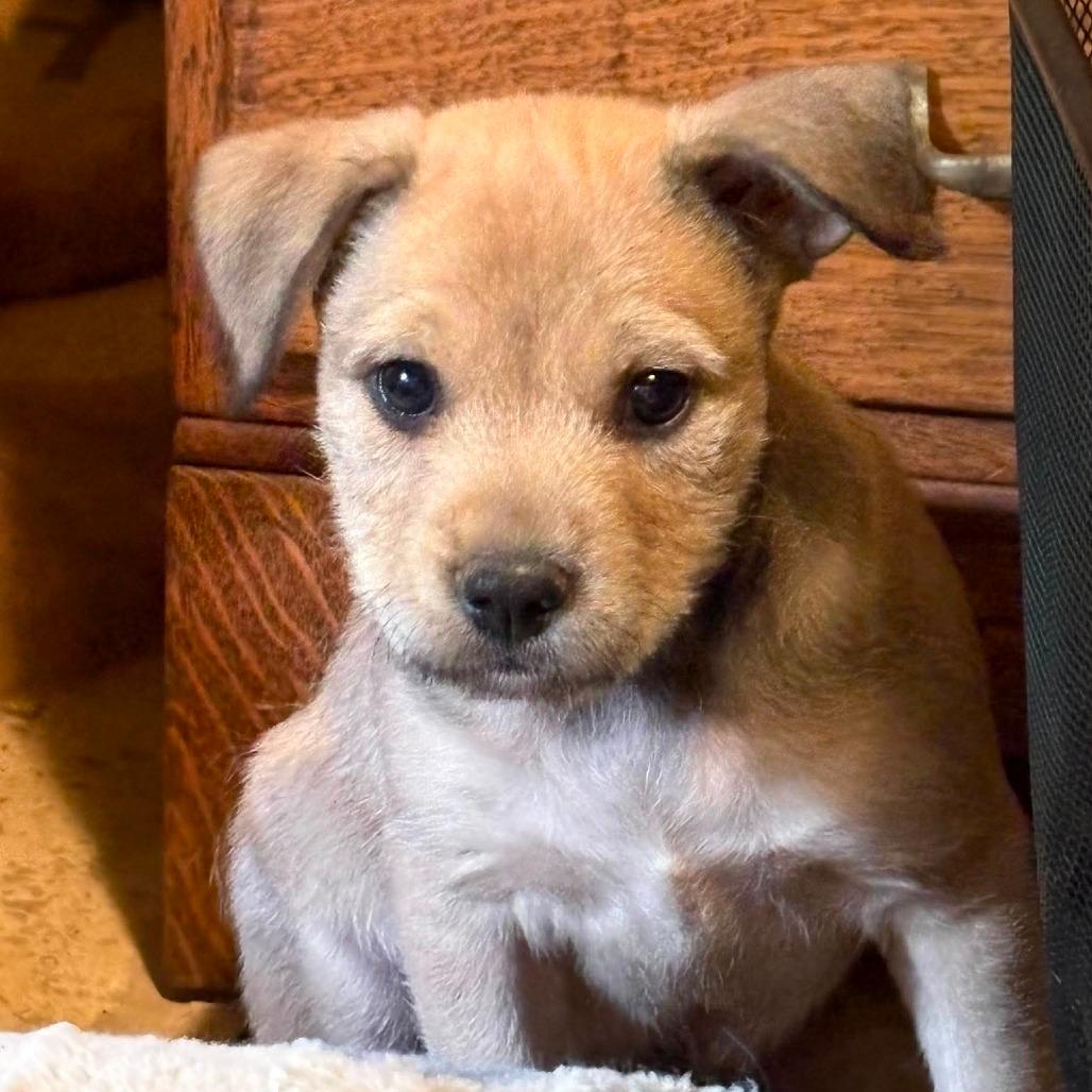 Gus