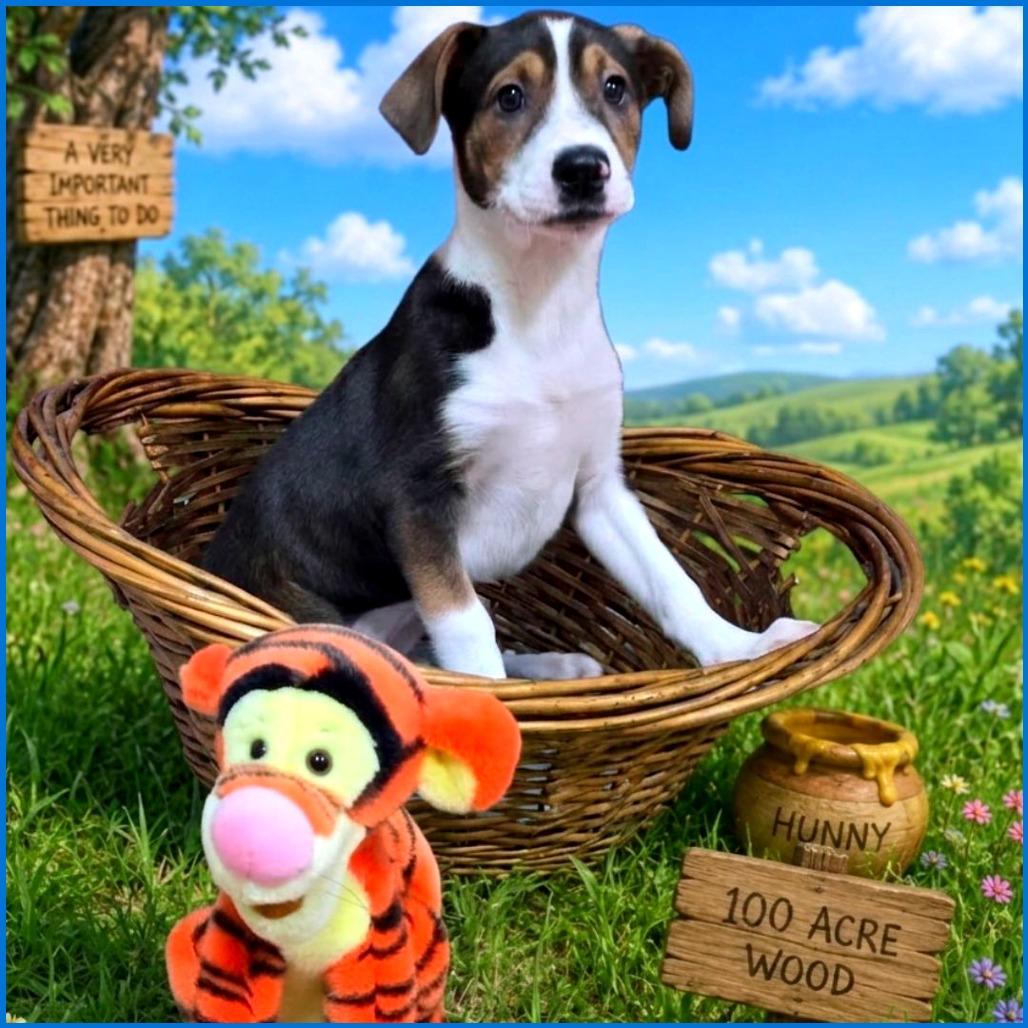 Tigger