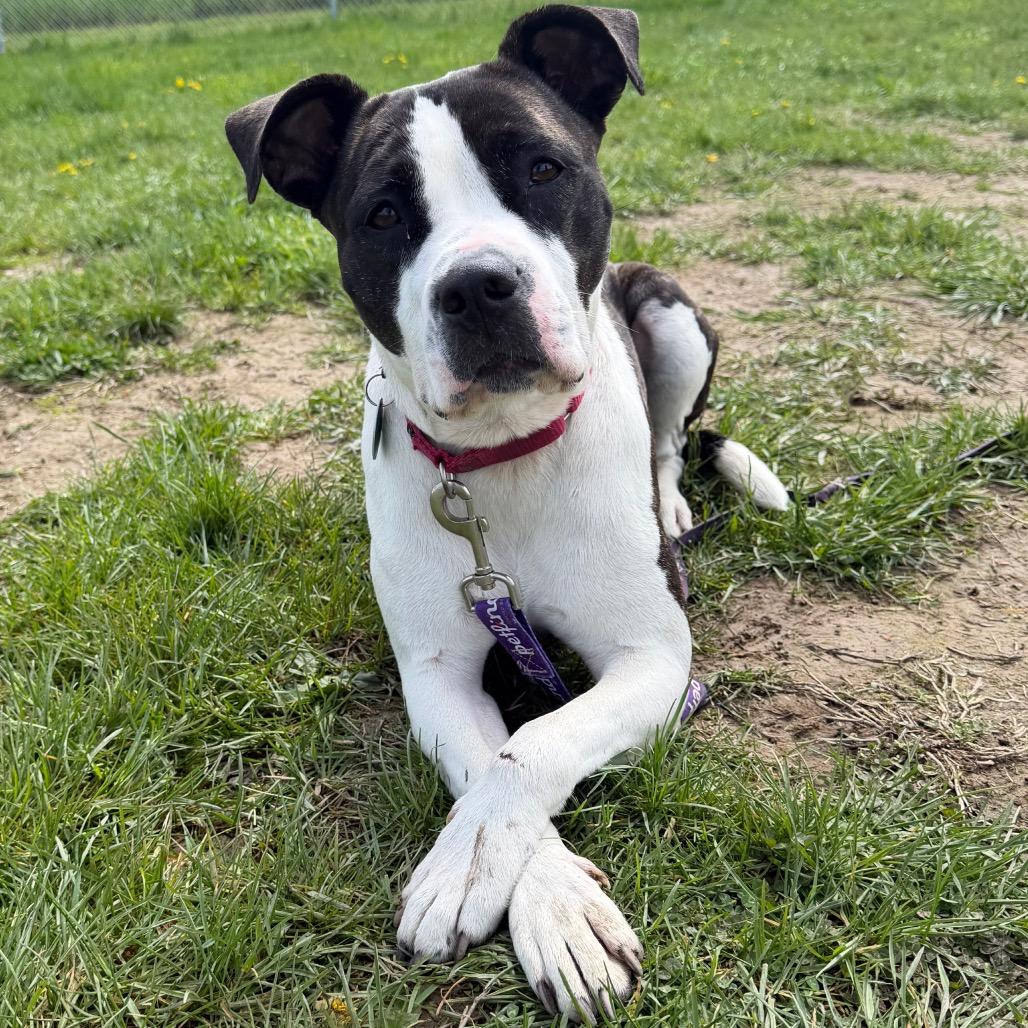 Maya