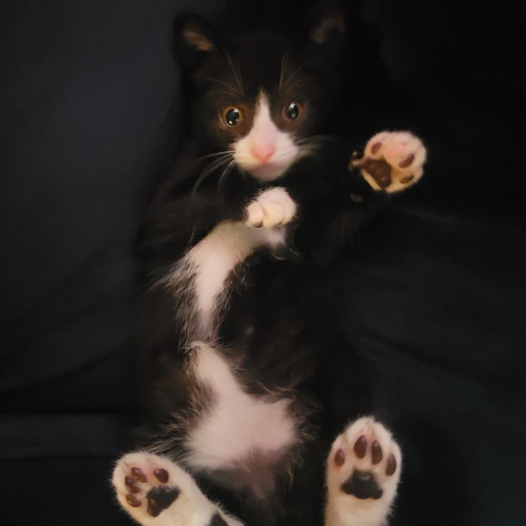 Hazel