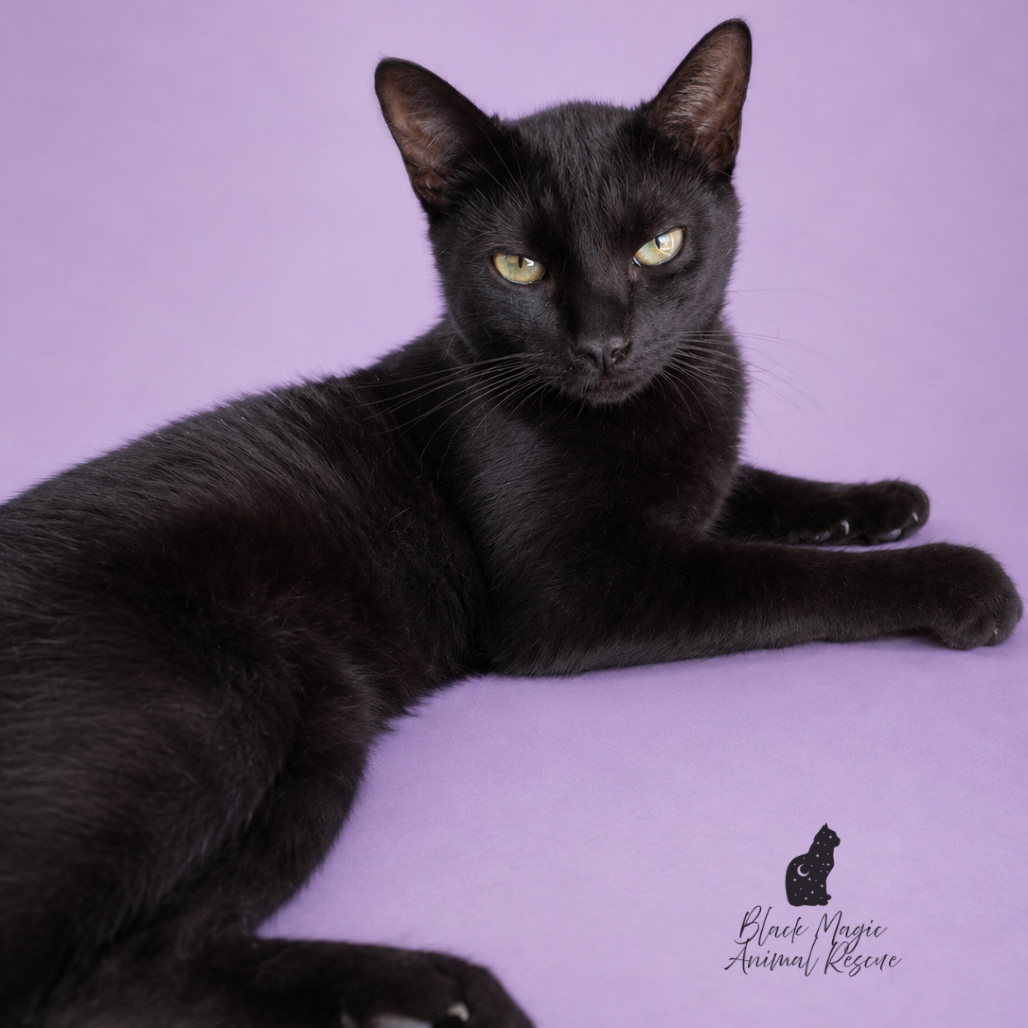 Licorice 