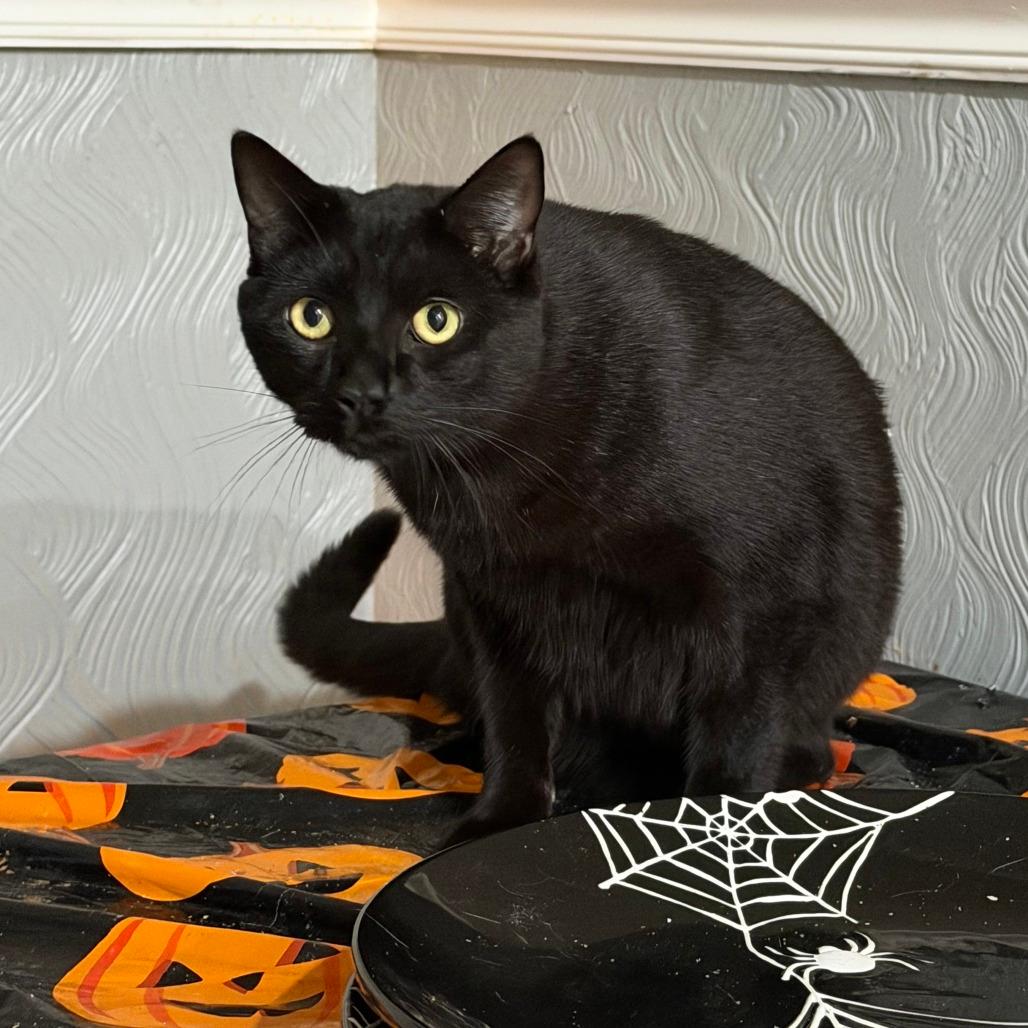 Edgar Allan Paw
